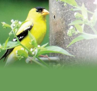 Gateway to host how to attract birds to your back yard